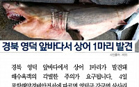 [카드뉴스] 영덕 앞바다서 상어 발견… 길이 150㎝, 둘레 45㎝ 크기의 '악상어'