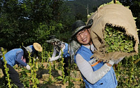 KT&amp;G, 폭염속 잎담배 수확 봉사… “농민과 상생 실천합니다”