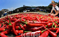 [포토] 고추는 잘 마르겠지만… 처서에도 찜통 더위