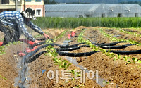 [포토]'타들어가는 농심' 폭염에 채소값 폭등