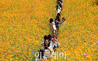 [포토] 가을, 꽃길 걷는 시민들