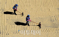 [포토]결실의 계절 '벼 말리는 농민'