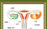 여성 부인병 자궁근종 평소 관심과 검사로 자궁 평생 지켜야 하는 이유?