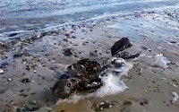 [포토] 해변가서 발견된 '죽은 인어공주'…진실은?