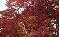 [포토] 가을비, 붉게 물든 올림픽공원