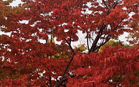 [포토] 가을비, 붉은 단풍