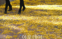 [포토]가을에는 정동길을 걸어요