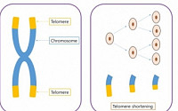 [BioS] 암·감염·노화 관련 '텔로미어 단축' 새로운 기전 규명