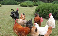 AI로 국산닭 10% 살처분… 계란 낳는 산란종계 피해 2배
