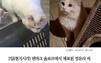 [클립뉴스] 정유라 패딩만? 키우던 고양이도 명품 “1000만원 넘는 품종”