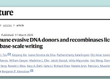 MGB, ‘단일가닥 DNA’ 대용량 유전자편집 “네이처 논문”