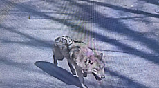 늑대 늑구, 폐사 가능성도…"먹이 활동 어려워"