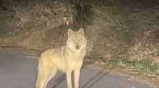 늑구 발견 당시 모습은?…신고자 영상 촬영