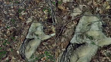 늑구 수색 8일째…드론이 포착한 탈출 늑대 상태