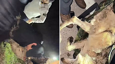 드디어 돌아온 늑구…생포 당시 현장 모습