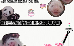 남다른 뚠뚠함…쌍둥이 바오, 푸바오 언니 이겼다 [인포그래픽]