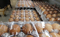 한국 대형마트엔 유독 왜 ‘갈색 계란’이 많을까[에그리씽]