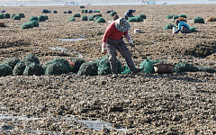 이르면 하반기부터 '해루질' 시간·장소 제한...지자체 조례로 관리 강화
