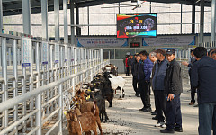 "메에~" 울음소리에 낙찰 전광판 번쩍…경기도 첫 염소 전자경매 열렸다