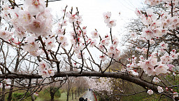 여의도봄꽃축제, 봄나들이 나온 시민들