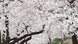 4월에 활짝 핀 벚꽃, 엔딩 붙잡는 봄나들이