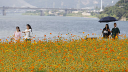 남양주 한강공원 삼패지구, 코스모스 '만발'
