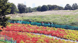 길었던 추석연휴, 하늘공원 댑싸리정원에서 차분한 마무리