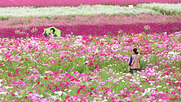 알록달록 가을꽃 향연…북적이는 양주 나리농원