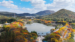 초겨울 추위 앞두고 인천대공원 가을 단풍 절정