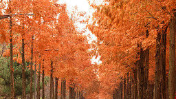 '만추의 메타세쿼이아길'