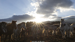 떠오르는 병오년 태양, '제주마처럼 힘차게 나아가는 새해 되길'