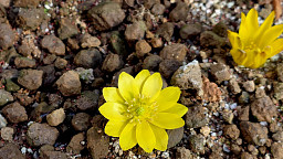 '노란 등불 밝힌 봄의 전령사'