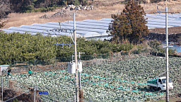 "양배추 달아요"