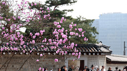 진달래 핀 경복궁, 한복 나들이