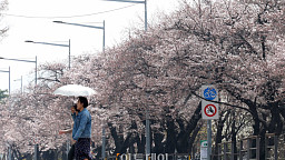 여의도 봄꽃축제 앞두고 이른 벚꽃 '활짝'