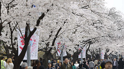 여의서로 봄꽃축제, 벚꽃길 따라 시민들 '북적'…한강공원 등 무료 개방