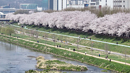 '완연한 봄, 벚꽃길 좋아요'