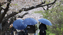 전국 봄비... 내일부터 맑음