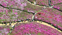 '철쭉 만개한 꽃동산 눈호강'
