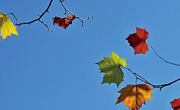 [포토 에세이] 원색의 가을