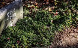 마야사에선 정원을 경전으로 읽고 돌아가라 그 전과 후가 다를지니…