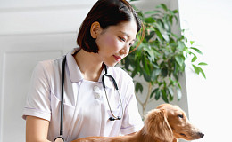 日, 애완동물 ‘노노케어’ 위한 서비스 속속 등장