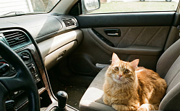 “고양이를 부탁해” 고령자 안전운전 위한 토요타의 실험