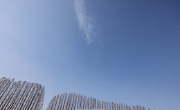 나목들의 수준 높은 겨울 춤을 보라