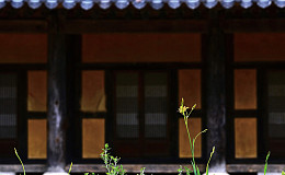 산사의 범부채꽃