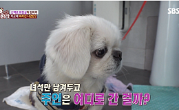 '더는 못 키워…' 반려견은 어디로 갈까