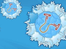 보이저, ‘3가지 유망타깃中’ APOE AAV도 “개발중단”