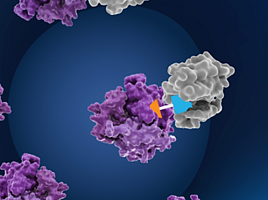 '크루즈 교수' 할다, 'RIPTAC' 최초 1상 결과 "경쟁력"