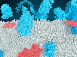 카일레라, ‘경구 GLP-1/GIP' 비만 中2상 "체중 12.1%↓"