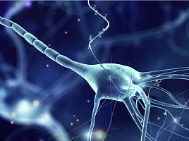 코르사나, "로슈 BBB 항체에 도전" 1.75억弗 출범